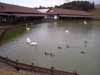 松江フォーゲルパーク　水鳥池写真