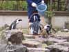松江フォーゲルパーク　ペンギン池、エミュー写真