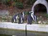 松江フォーゲルパーク　ペンギン池、エミュー写真
