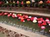 松江フォーゲルパーク　センターハウスの花々写真